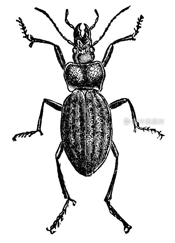 链环地面甲虫昆虫(Carabus Granulatus) - 19世纪